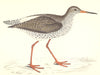 BIRDS. Redshank (Morris) 1880 old antique vintage print picture
