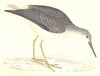 BIRDS. Yellow- Shanks (Morris) 1880 old antique vintage print picture