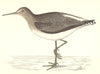 BIRDS. Green Sandpiper (Morris) 1880 old antique vintage print picture
