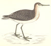 BIRDS. Wood Sandpiper (Morris) 1880 old antique vintage print picture