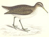 BIRDS. Sandpiper (Morris) 1880 old antique vintage print picture