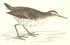 BIRDS. Spotted Sandpiper (Morris) 1880 old antique vintage print picture