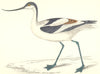 BIRDS. Avocet (Morris) 1880 old antique vintage print picture