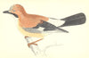 BIRDS. Jay (Morris) 1880 old antique vintage print picture