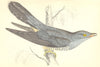 BIRDS. Cuckoo (Morris) 1880 old antique vintage print picture