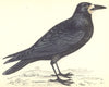 BIRDS. Rook (Morris) 1880 old antique vintage print picture