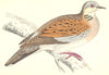 BIRDS. Turtle Dove (Morris) 1880 old antique vintage print picture