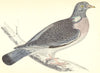 BIRDS. Wood Pigeon (Morris) 1880 old antique vintage print picture