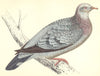 BIRDS. Stock Dove (Morris) 1880 old antique vintage print picture