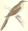 BIRDS. Yellow- Billed Cuckoo (Morris) 1880 old antique vintage print picture