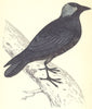 BIRDS. Jackdaw (Morris) 1880 old antique vintage print picture