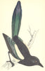 BIRDS. Magpie (Morris) 1880 old antique vintage print picture