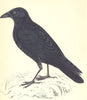BIRDS. Crow (Morris) 1880 old antique vintage print picture