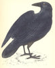 BIRDS. Raven (Morris) 1880 old antique vintage print picture