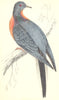 BIRDS. Passenger Pigeon (Morris) 1880 old antique vintage print picture