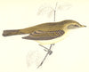 BIRDS. Chiff Chaff (Morris) 1880 old antique vintage print picture