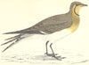 BIRDS. Pratincole (Morris) 1880 old antique vintage print picture
