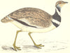 BIRDS. Little Bustard (Morris) 1880 old antique vintage print picture