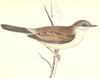 BIRDS. Whitethroat (Morris) 1880 old antique vintage print picture