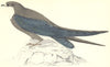 BIRDS. Spine- Tailed Swallow (Morris) 1880 old antique vintage print picture