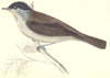 BIRDS. Blackcap (Morris) 1880 old antique vintage print picture