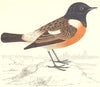 BIRDS. Stonechat (Morris) 1880 old antique vintage print picture