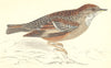 BIRDS. Alpine Accentor (Morris) 1880 old antique vintage print picture