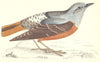 BIRDS. Rock Thrush (Morris) 1880 old antique vintage print picture