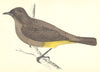 BIRDS. Gold- Vented Thrush (Morris) 1880 antique vintage print picture