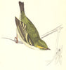 BIRDS. Dalmatian Regulus (Morris) 1880 old antique vintage print picture