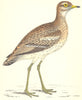 BIRDS. Great Plover (Morris) 1880 old antique vintage print picture