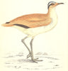 BIRDS. Courser (Morris) 1880 old antique vintage print picture