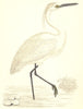 BIRDS. Little Egret (Morris) 1880 old antique vintage print picture