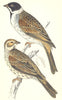 BIRDS. Black- Headed Bunting (Morris) 1880 old antique vintage print picture