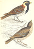 BIRDS. Lapland Bunting (Morris) 1880 old antique vintage print picture
