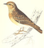 BIRDS. Wood Lark (Morris) 1880 old antique vintage print picture