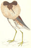 BIRDS. Ruff (Morris) 1880 old antique vintage print picture