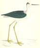 BIRDS. Stilt (Morris) 1880 old antique vintage print picture