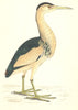 BIRDS. Little Bittern (Morris) 1880 old antique vintage print picture