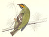 BIRDS. Firecrest (Morris) 1880 old antique vintage print picture