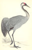 BIRDS. Crane (Morris) 1880 old antique vintage print picture