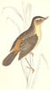 BIRDS. Sedge Warbler (Morris) 1880 old antique vintage print picture