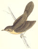 BIRDS. Grasshopper Warbler (Morris) 1880 old antique vintage print picture