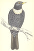 BIRDS. Ouzel (Morris) 1880 old antique vintage print picture