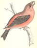 BIRDS. Parrot Crossbill (Morris) 1880 old antique vintage print picture