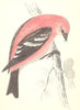 BIRDS. American White- Winged Crossbill (Morris) 1880 old antique print