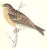BIRDS. Twite (Morris) 1880 old antique vintage print picture