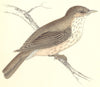 BIRDS. Spotted Flycatcher (Morris) 1880 old antique vintage print picture