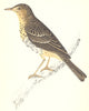 BIRDS. Tree Pipit (Morris) 1880 old antique vintage print picture