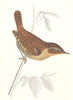 BIRDS. Wren (Morris) 1895 old antique vintage print picture